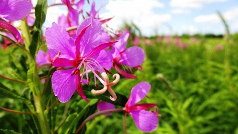 Fireweed inflorescences undoubted benefits for men
