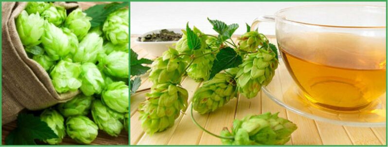Decoction of hop cones for potency after 50 years