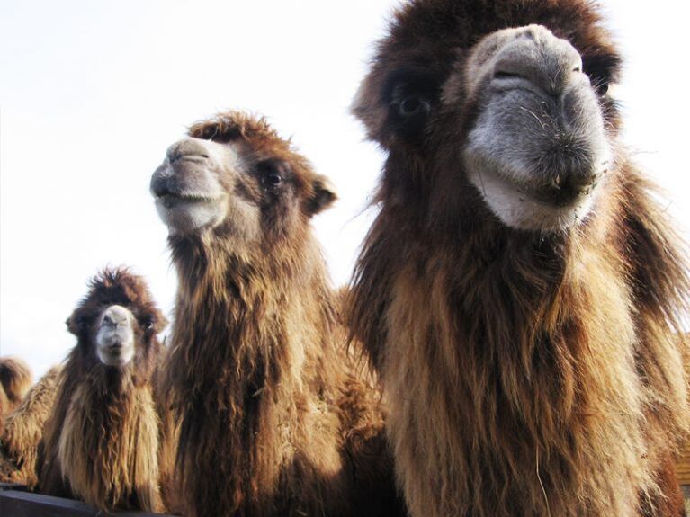 The camel and its belly for potency